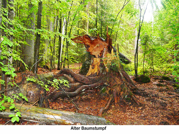 bayrwald03