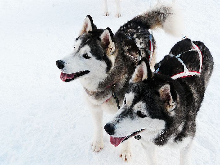 schlittenhunde04