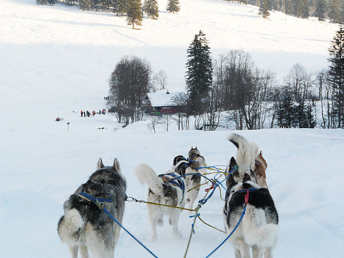 schlittenhunde05